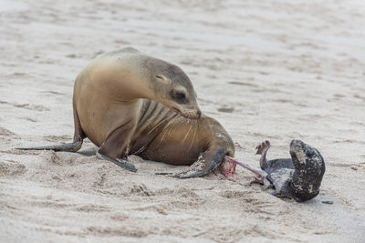Seal birth