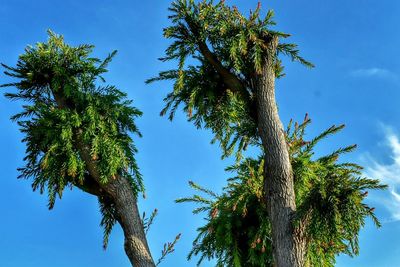 Low angle view of trees against blue sky