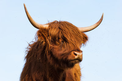 Highland cattle on meadow with clear sky