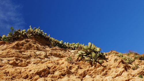 Low angle view of cactus plant against clear sky