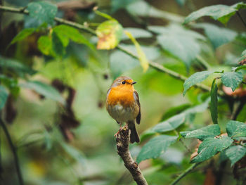 Bird perching on a branch