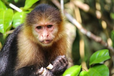 Portrait of monkey in forest