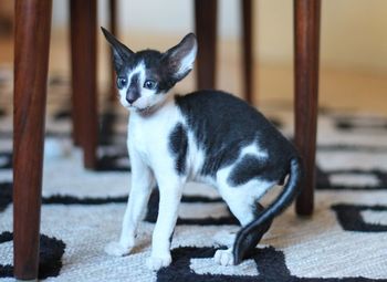 Portrait of cat by outdoors