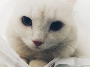 Close-up portrait of a cat