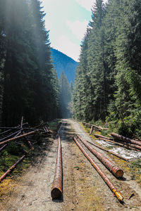 Railroad tracks amidst trees in forest