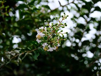 Close-up of white flowering plant