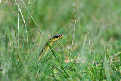 Closeup of snake amidst green grasses