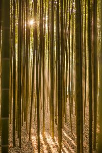 Bamboo trees in forest