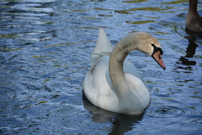 High angle view of mute swan swimming on lake