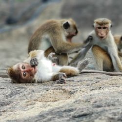 Monkeys sitting in a monkey