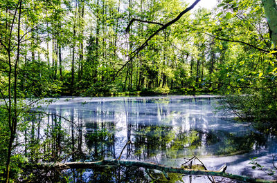 Trees by lake in forest against sky