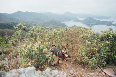 Dog panting while standing on mountains against sky