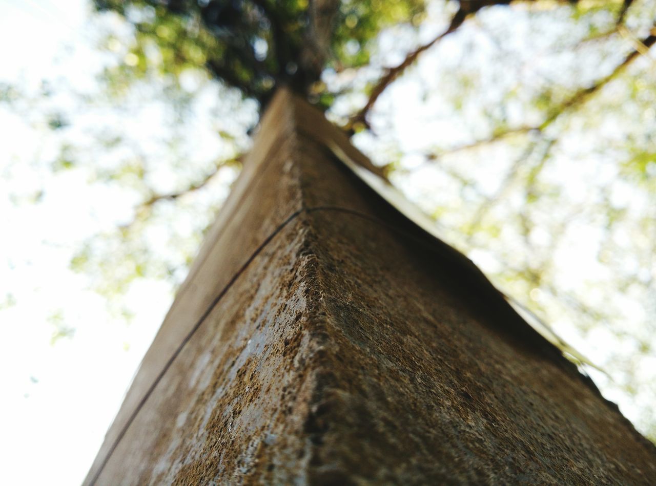 tree, low angle view, branch, focus on foreground, tree trunk, built structure, close-up, sky, selective focus, architecture, day, growth, nature, outdoors, building exterior, no people, wood - material, textured, clear sky, old