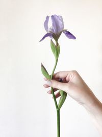 Close-up of hand holding plant against white background