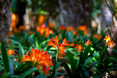 Close-up of red flowers