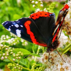 Close-up of butterfly pollinating on flower