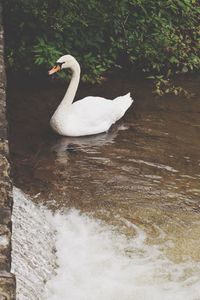 Close-up of swan swimming on lake