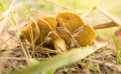 Close-up of mushroom growing on field