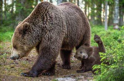 Bear with cub in forest