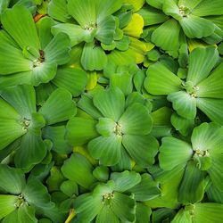 Full frame shot of green plant