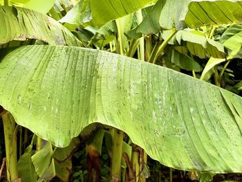 Close-up of raindrops on leaf