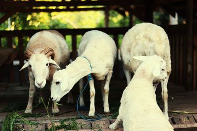 View of sheep in pen