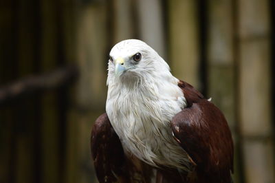 Close-up portrait of eagle