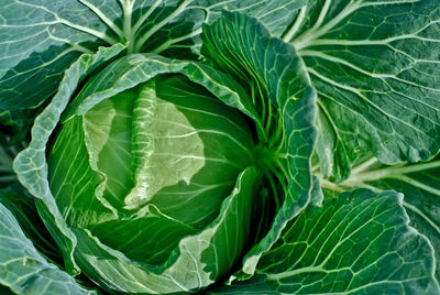 Full frame shot of green leaf