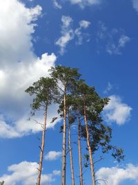 Low angle view of tree against sky