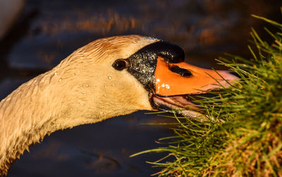 Close-up of a bird