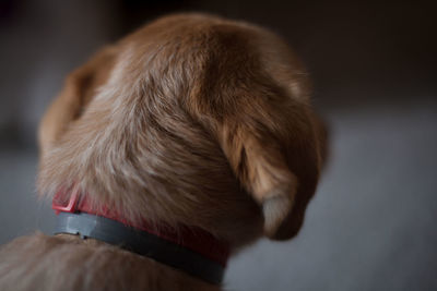 Close-up of dog looking away