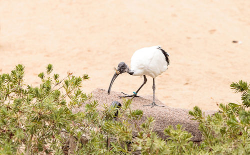 White bird perching on plant