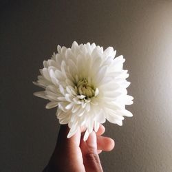 Cropped image of hand holding white flower