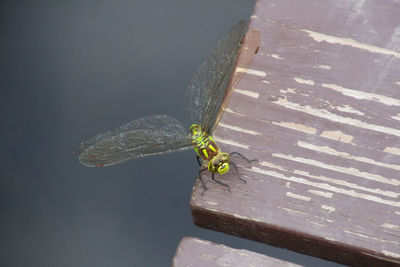 High angle view of insect on wood