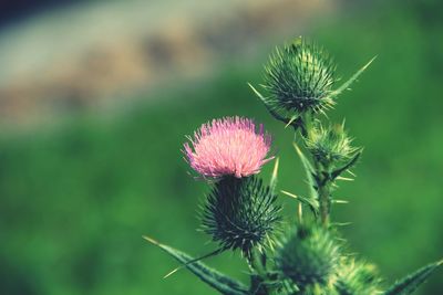 Close-up of pink flowering plant