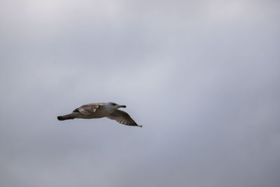 Low angle view of seagull flying in sky