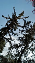 Low angle view of tree against clear blue sky