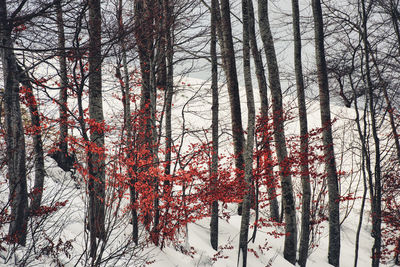 Bare trees in forest during winter