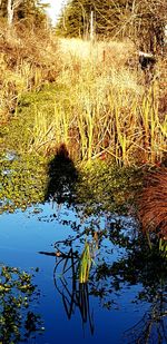 High angle view of plants in lake