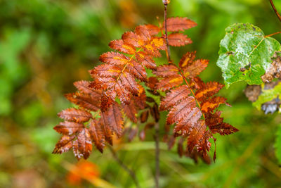 Close-up of orange maple leaves on tree