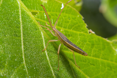 Close-up of insect on leaf