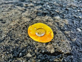 High angle view of yellow leaf on rock