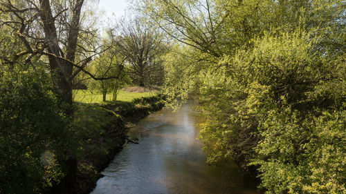 Scenic view of river amidst trees in forest