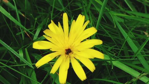 Close-up of white flower