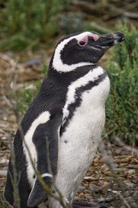 Close-up of a penguin looking away