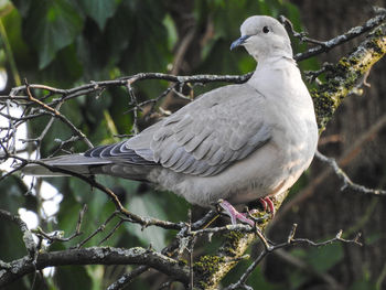 Close-up of bird perching on branch