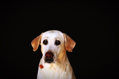 Close-up portrait of dog against black background