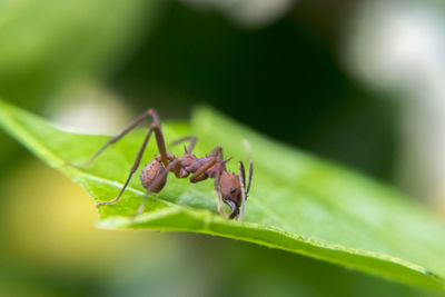 Close-up of insect on plant