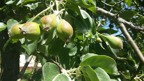 Low angle view of fruits growing on tree