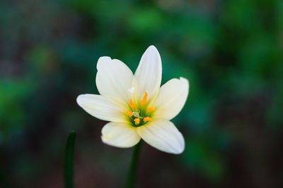 Close-up of white flowering plant